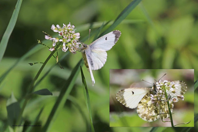 Butterflies Of Singapore Life History Of The Cabbage White
