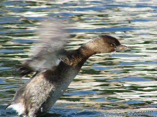Grebe Trying to Fly