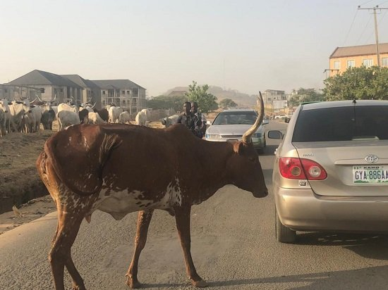 Cows block G-Wagon, other cars and road users on Apo road, Abuja [photos] 12