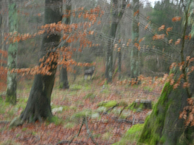 L'alce in un bosco di faggio