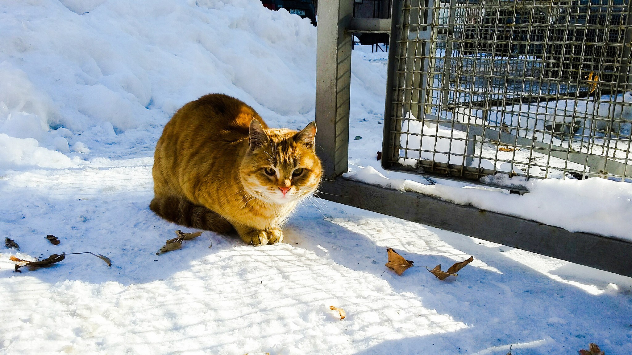 Five Winter Weather Tips to Help Community Cats Lola The Rescued Cat