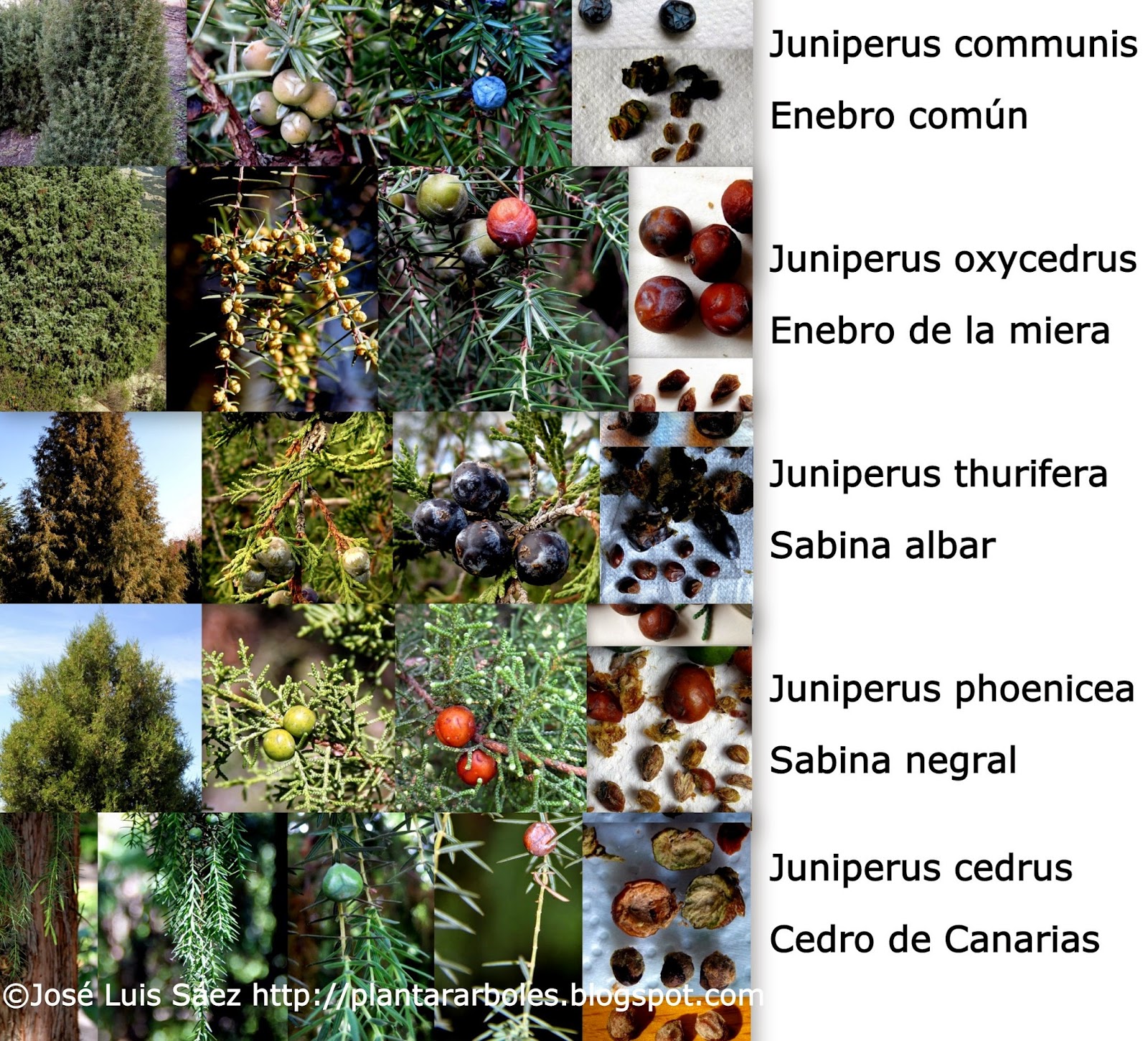 PLANTAR ÁRBOLES y arbustos: Tipos de frutos y semillas AUTÓCTONOS España