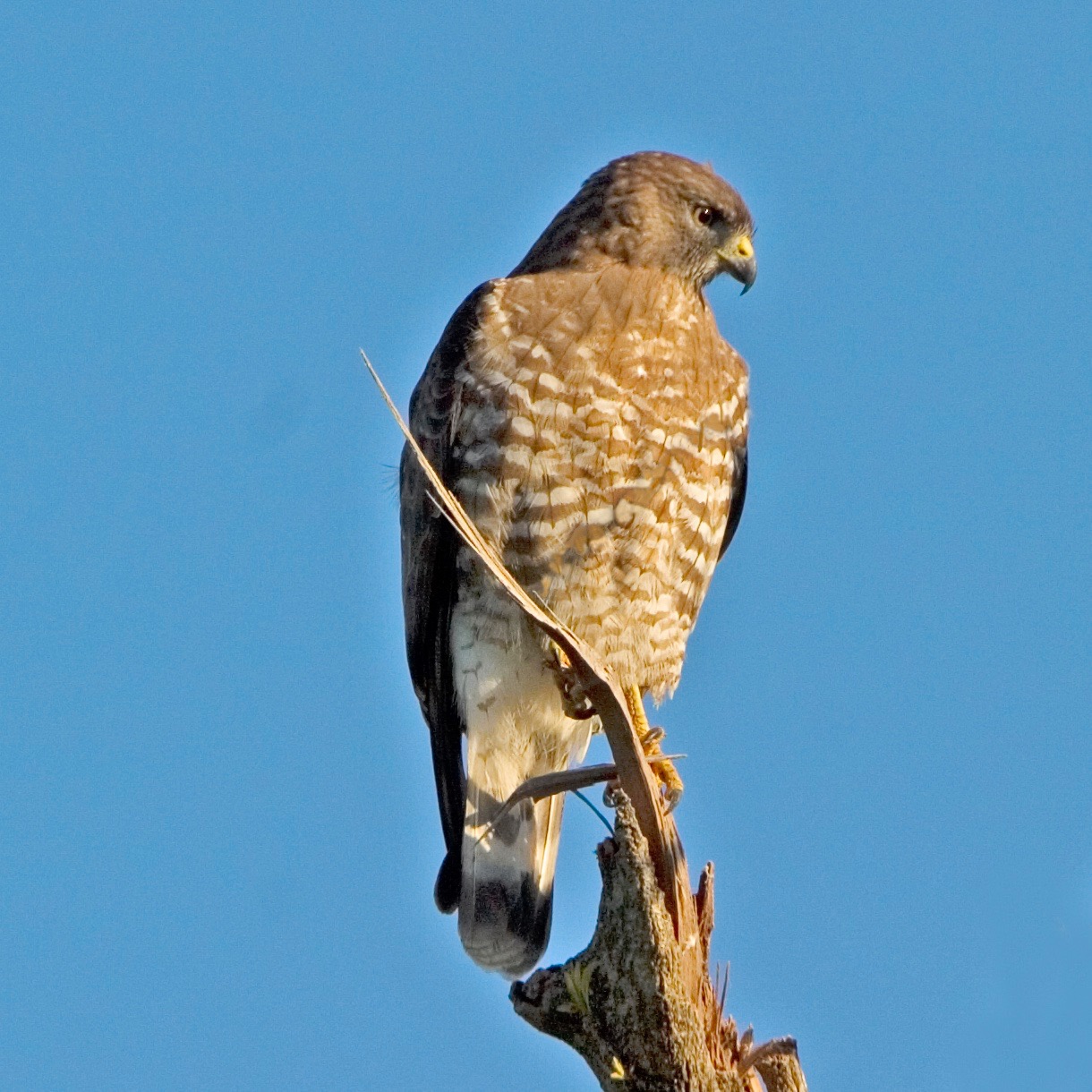 STOKES BIRDING BLOG Prime Time Broadwinged Hawk Migration Now!!