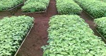 Pengaturan Jarak Tanam Pohon Jati agar Tumbuh Maksimal - Ciriciripohon.com