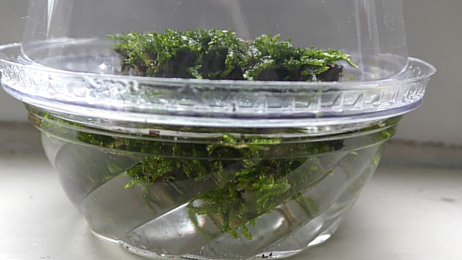 Random Bits Two Ways to Grow Land Moss Underwater