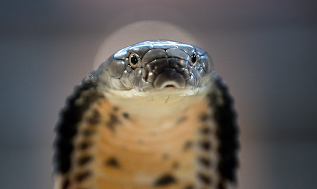 racun ular king kobra