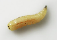 Karasinek larvası