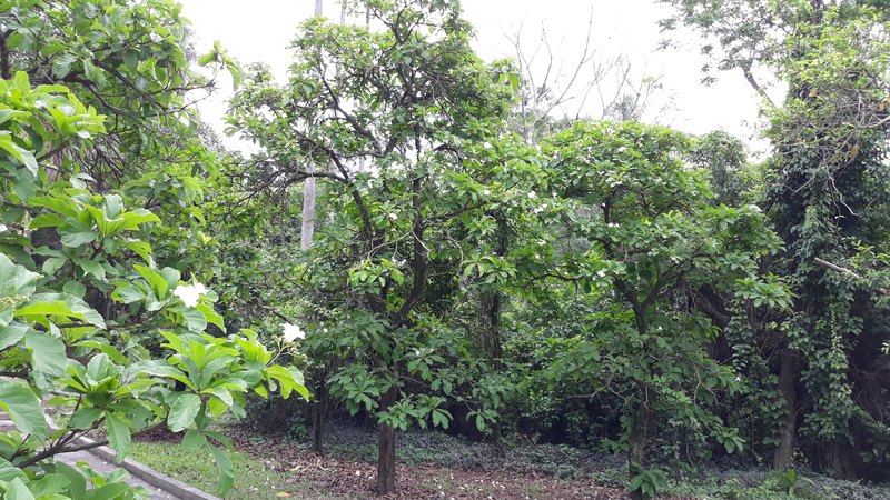 Árvore babosa branca (Cordia superba)