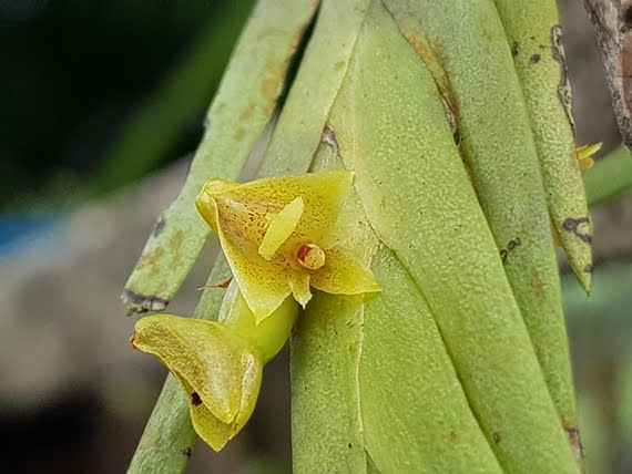 Trias nasuta Orchid specie seeds Year 2019 