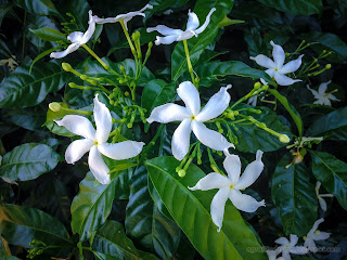 Fresh White Flowers Of Pinwheelflower Plants In The Garden