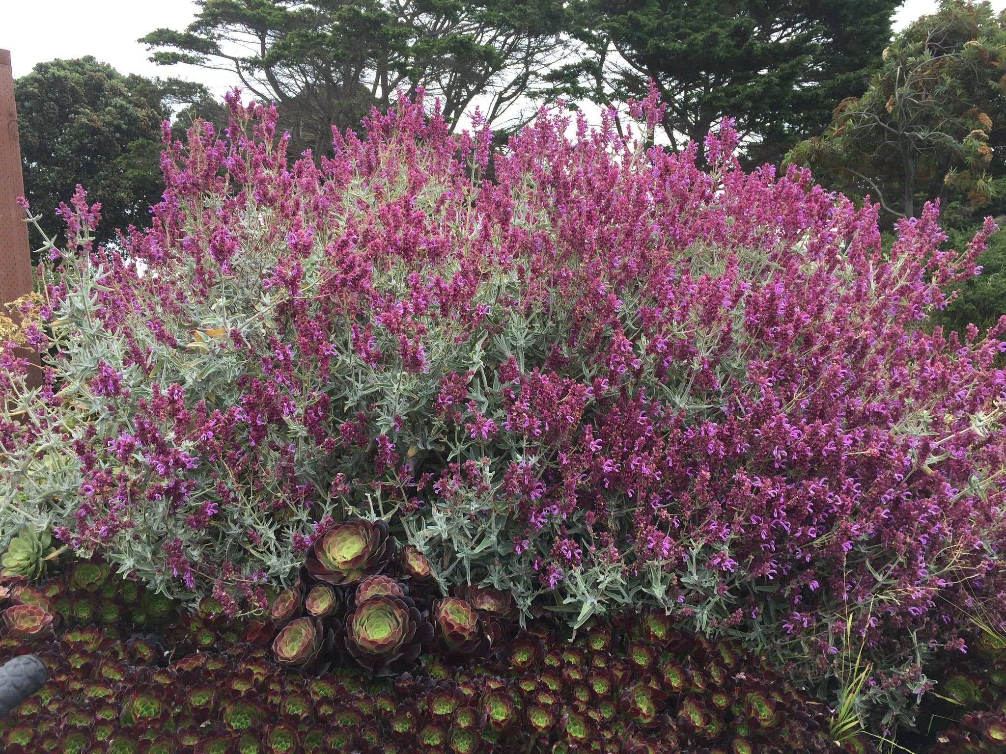 Salvia canariensis - Canary Island sage care and culture | Travaldo&rsquo;s blog
