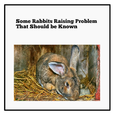 Some Rabbits Raising Problem That Should be Known
