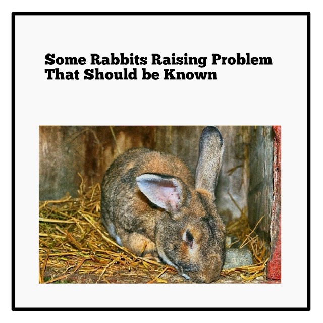 Some Rabbits Raising Problem That Should be Known