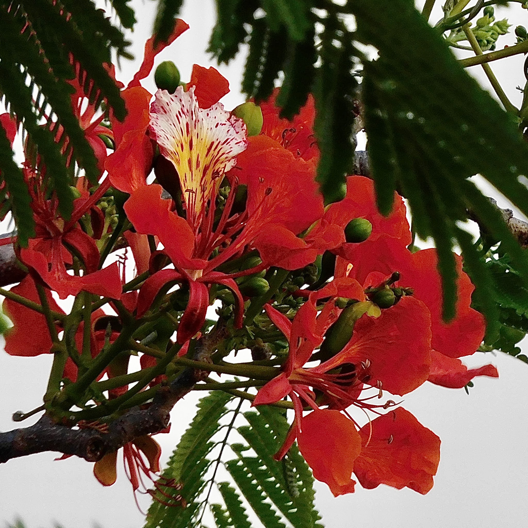 Hiking Curaçao Flora and Fauna Flamboyant. Delonix regia.