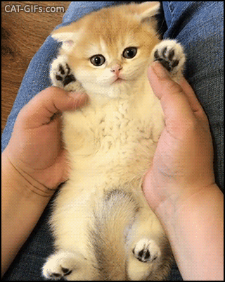 Cute Kitten GIF • Adorable British shorthair lying on its back in Moms hand loves sweet paw rubs Cute Kitten GIF • Adorable British shorthair lying on its back in Moms hand loves sweet paw rubs