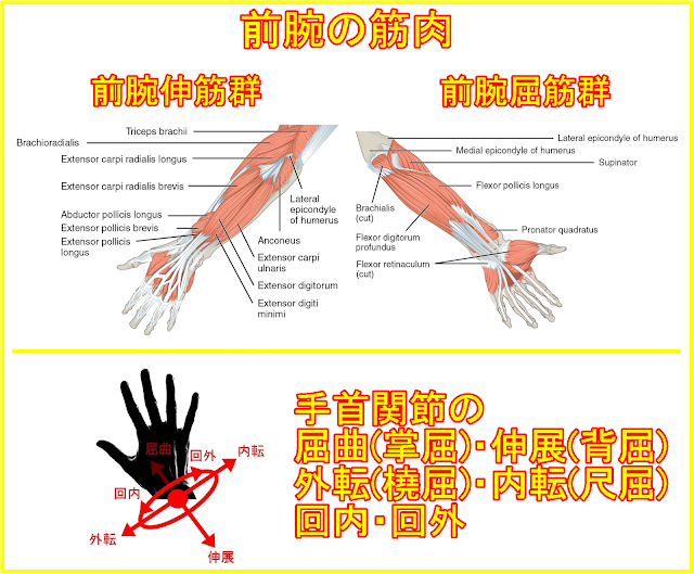 前腕 筋 群