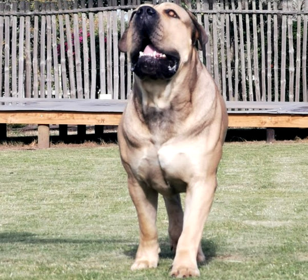 boerboel dog, boerboel dogs, about boerboel dog, boerboel dog appearance, boerboel dog breed info, boerboel dog breed facts, boerboel dog behavior, boerboel dog color, caring boerboel dogs, boerboel dog characteristics, boerboel dog facts, feeding boerboel dogs, boerboel dog history, boerboel dog temperament, boerboel dog origin, boerboel dog as pets