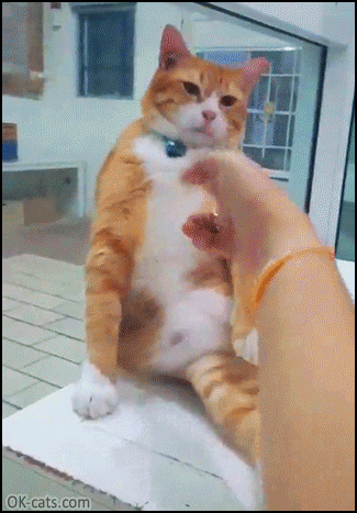 Funny Cat GIF • Fat Cat playing dead ”Aaahh...you shot me. I am dead!” [ok-cats.com]