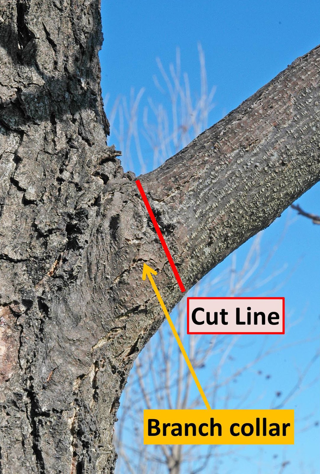 Northern Pecans Anatomy Of The Branch Collar