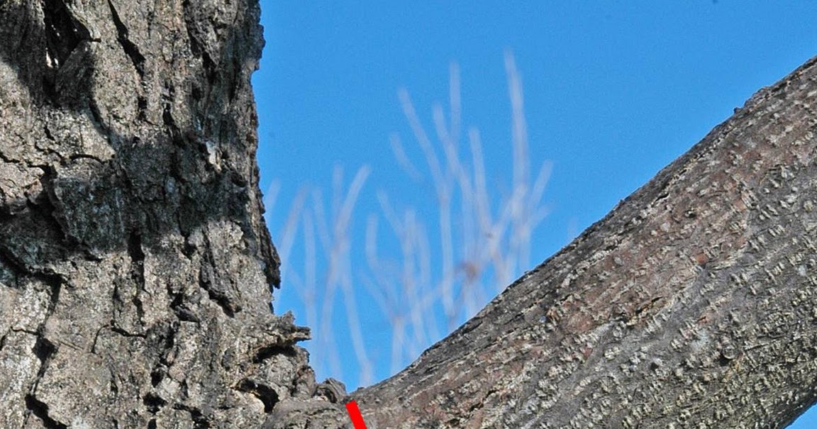 Northern Pecans Anatomy of the branch collar