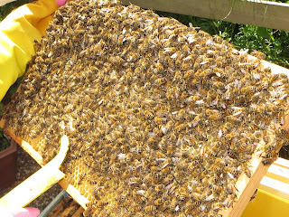 re-hiving a honey bee colony