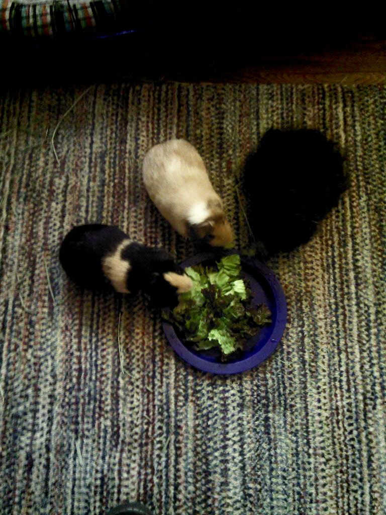 Cavy Savvy A Guinea Pig Blog Ask a Guinea Pig What Should I Know