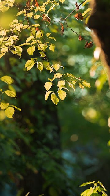 Forest Close Up, HD Wallpapers, Images, Backgrounds, Photos and Images