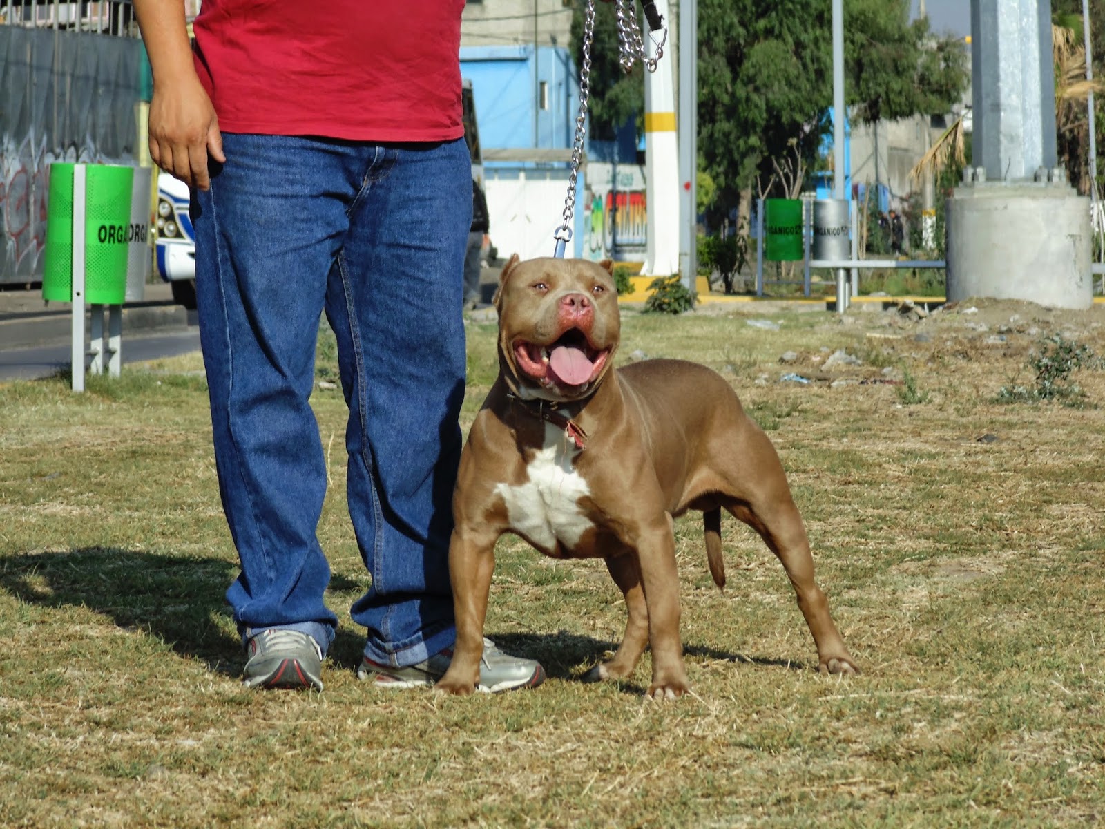 devilspitbull HERMOSO AMERICAN BULLY KUSH JR SEMENTAL EN RENTA 3