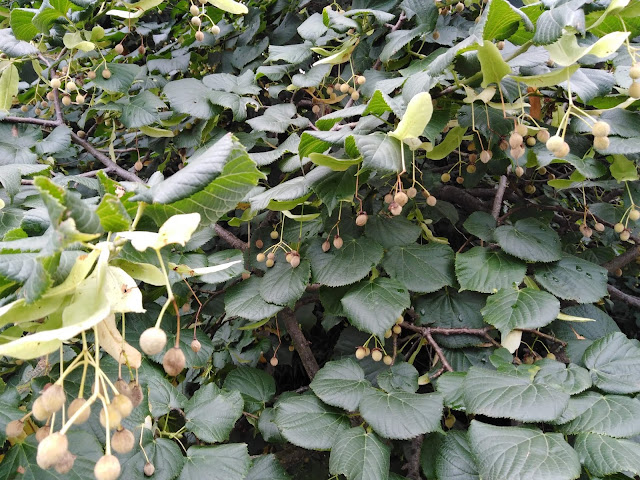 Tilia vulgaris Tilia vulgaris