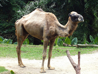 Tek hörgüçlü deve (Camelus dromedarius)