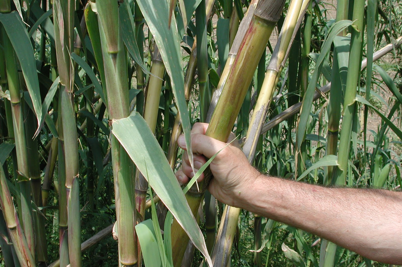 The Curious Clarinetist: Trip to the Rico Factory