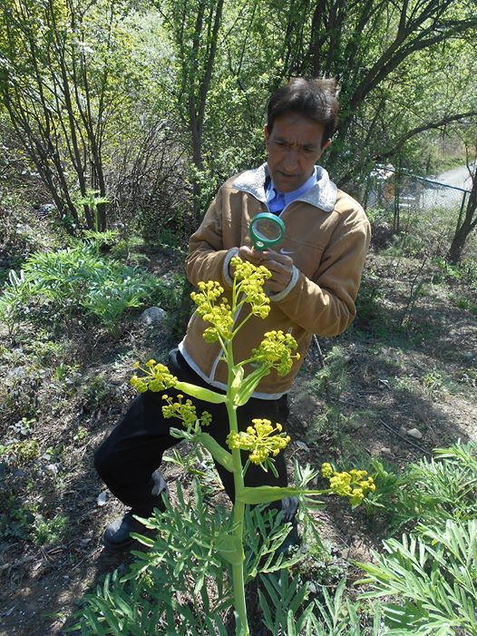 Medicinal Plant News HingFerula Asafoetida seeds Kashmir