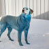  ΜΥΣΤΗΡΙΟ! Αδέσποτοι σκύλοι με μπλε και πράσινο τρίχωμα στην Ρωσία