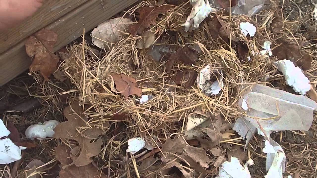 хомячиха с хомячатами. гнездо крыс. мышиное гнездо в доме. хомячата джунгарские маленькие. крысы в доме.