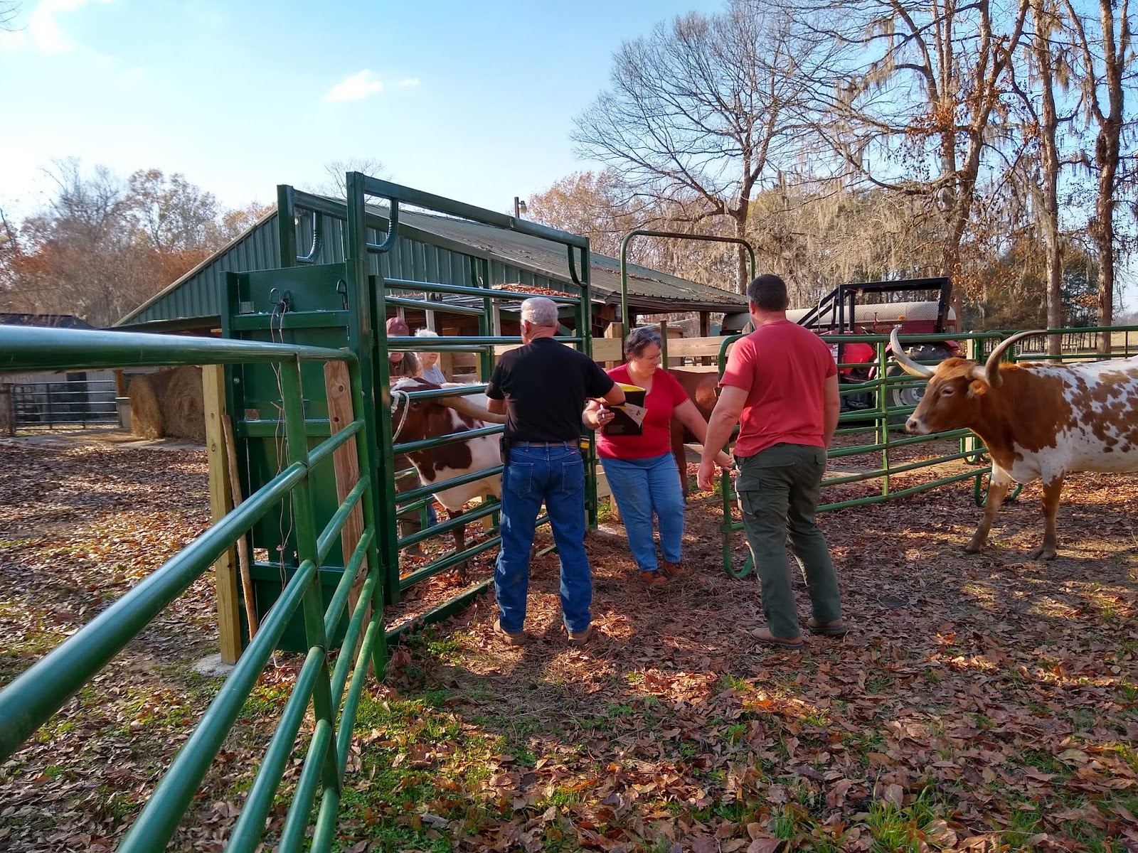 GBC Longhorns How to Measure a Longhorn's Horns