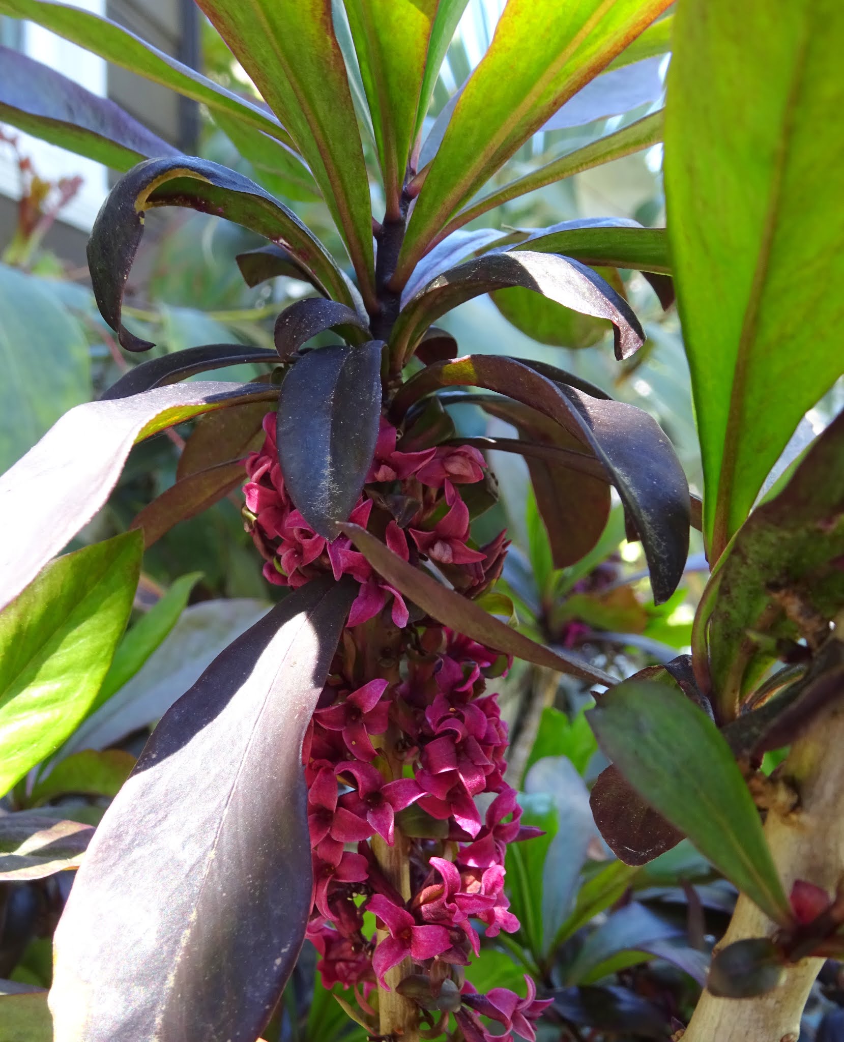 danger garden It's Garden Bloggers Bloomday, for April, 2021