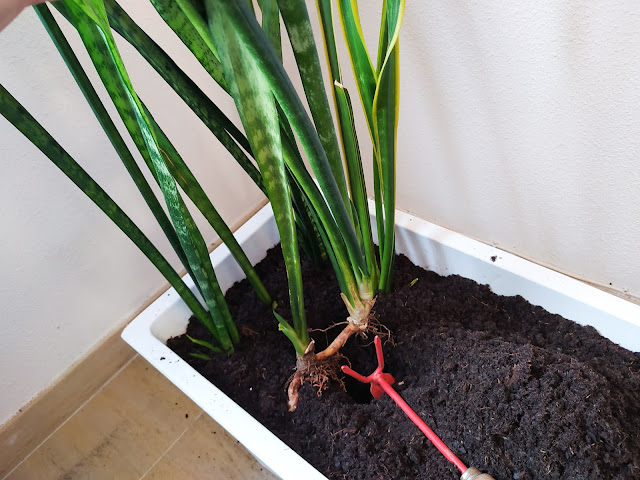 Espada de San Jorge o lengua de suegra (Dracaena trifasciata "Laurentii" (sin. Sansevieria trifasciata "Laurentii")).