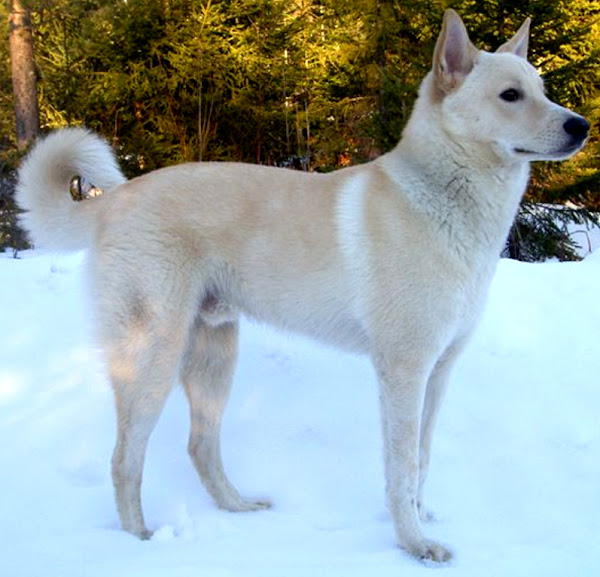 canaan dog, canaan dogs, about canaan dog, canaan dog appearance, canaan dog behavior, caring canaan dogs, canaan dog color, canaan dog characteristics, canaan dog facts, canaan dog history, canaan dog lifespan, canaan dog origin, canaan dog personality, canaan dog temperament, canaan dog feeding, canaan dog as pets