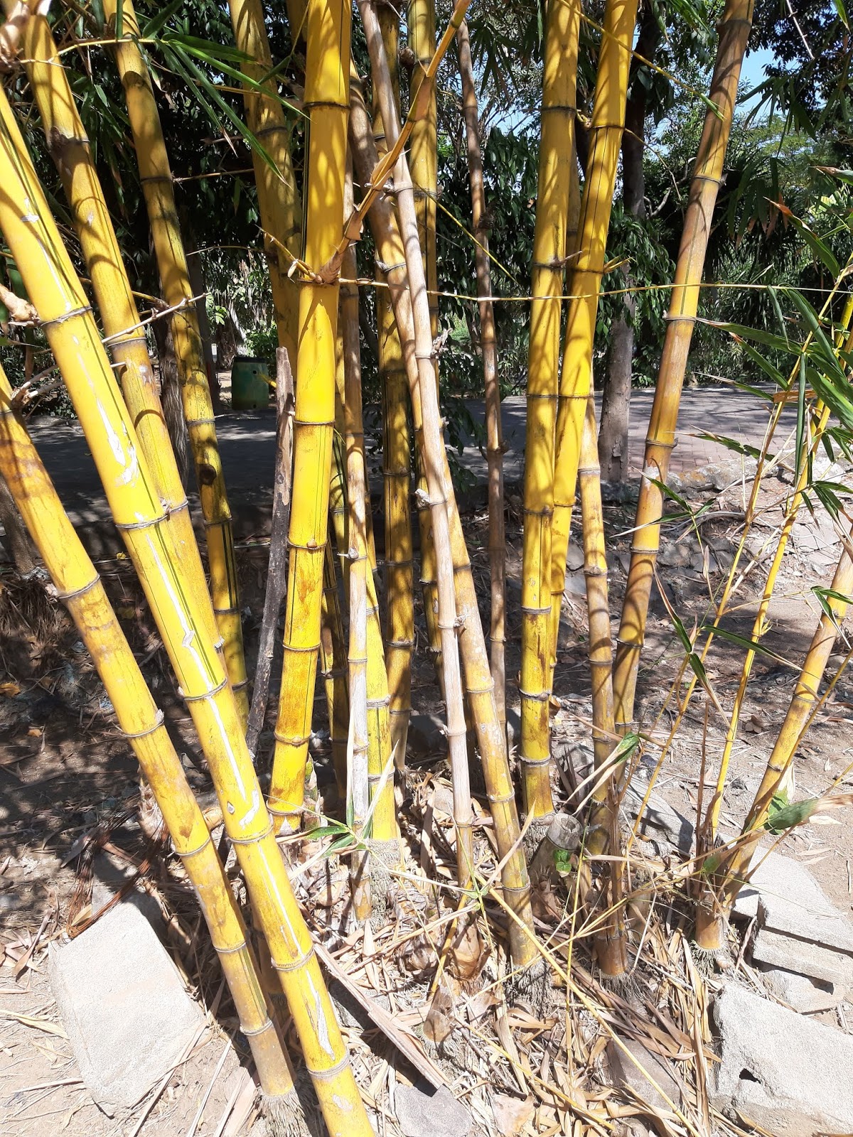 Indahnya Pohon Bambu  Kuning  yang Khas di Pekarangan Rumah 