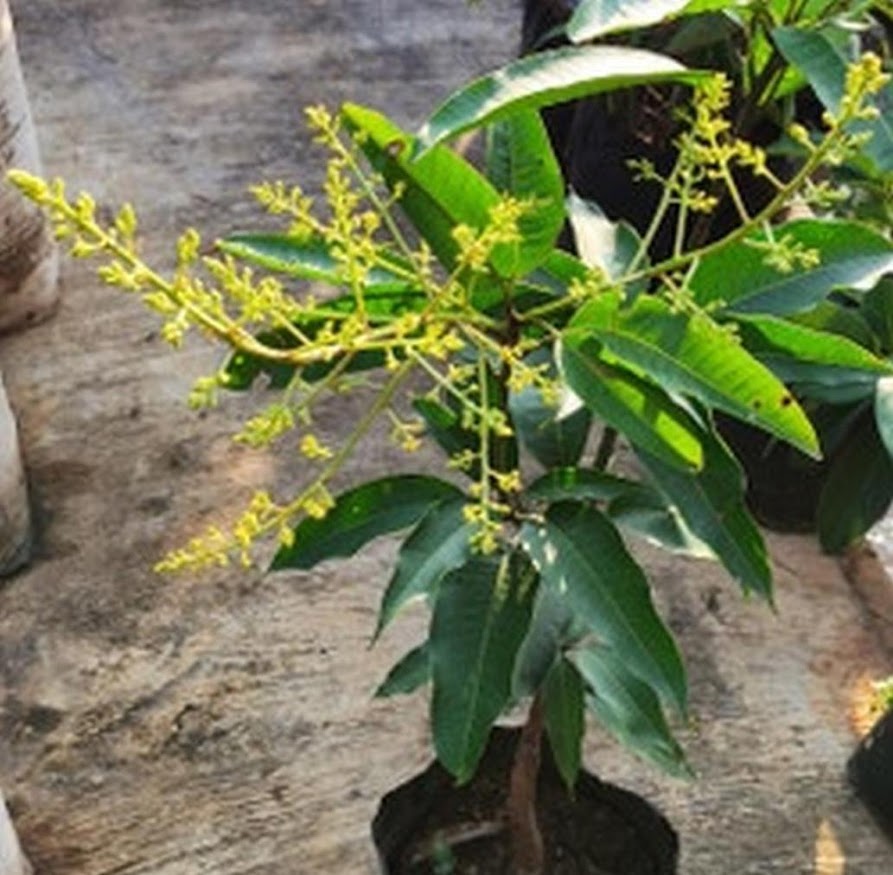 tanaman mangga chokanan bibit buah siap cepat berbuah okulasi sudah cepat berbunga bibit tinggi 1 meter cepat berbunga tambulapot Empang