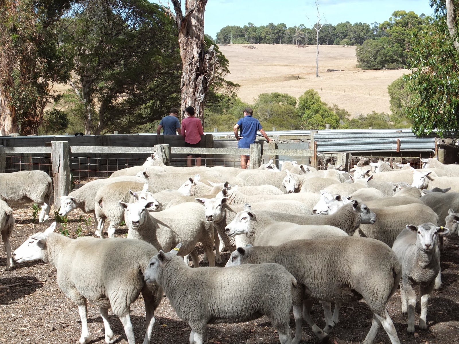 "THE LEYLAND SISTERS" MARGARET RIVER POPULATION 4,415
