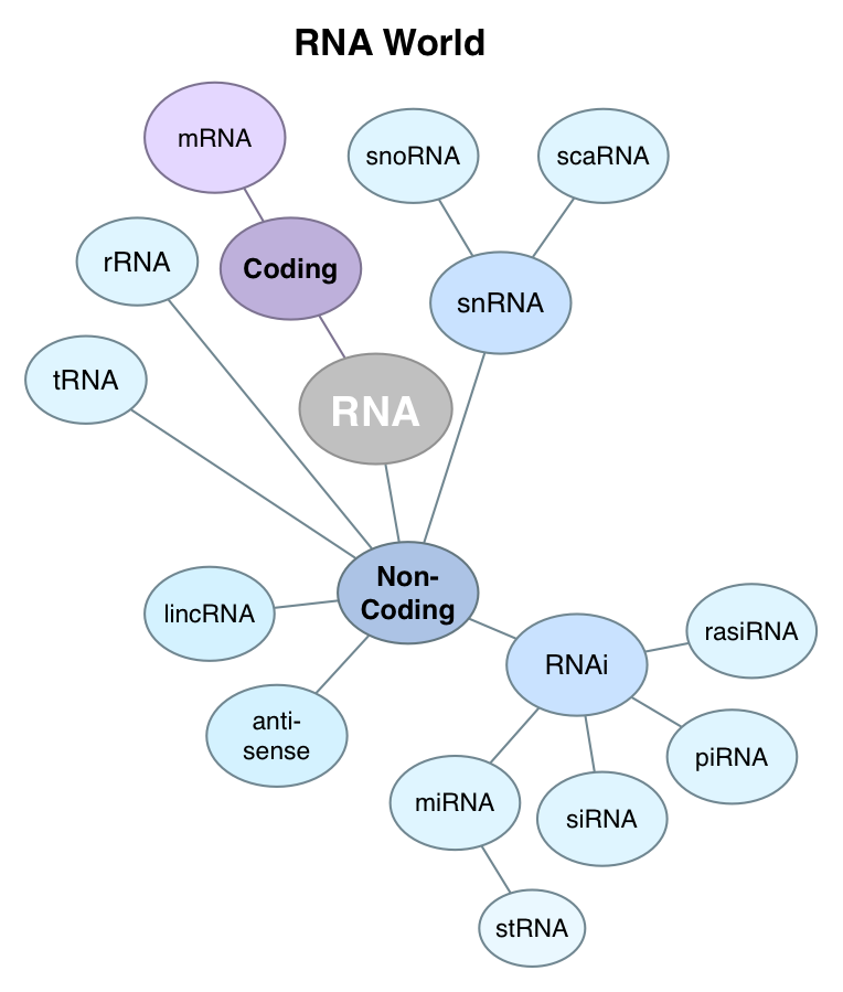 small rna gene regulation small rna gene regulation