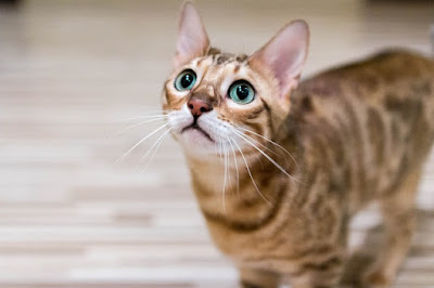alt="gato bengali con ojos color agua marina"
