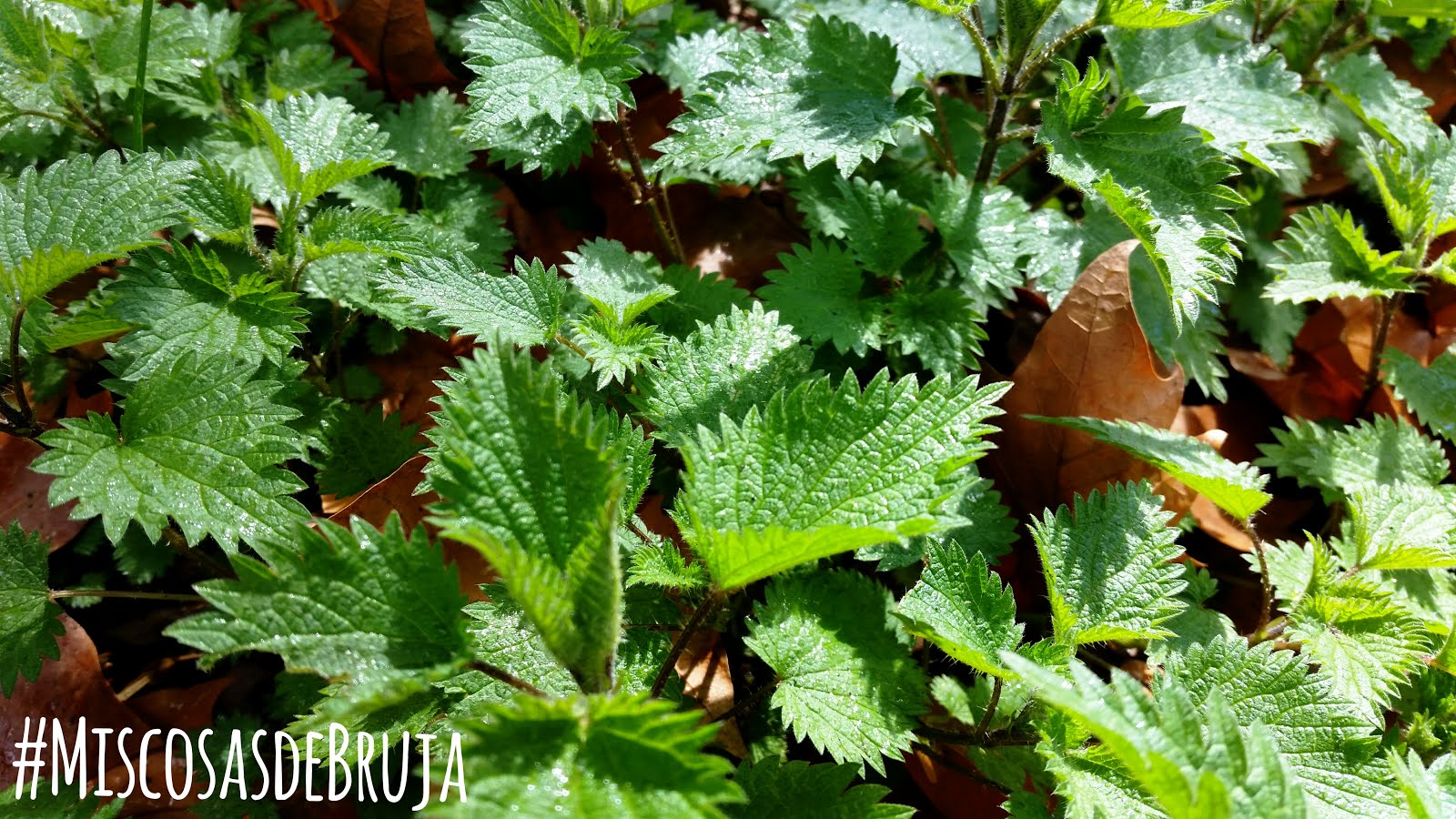 MIS COSAS DE BRUJA MIS PLANTAS