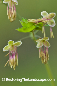 Restoring The Landscape With Native Plants: Native Plant of the Week ...