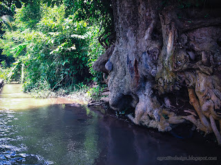 Roots And Stem Of Old Tree On The Banks Of The River At Ringdikit Village, North Bali, Indonesia