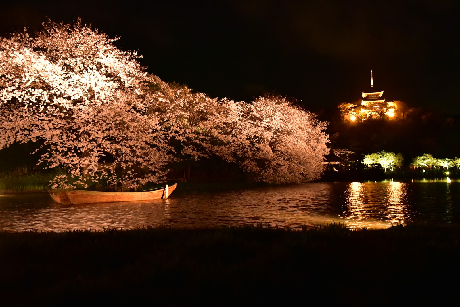 もーりーさん 夜桜を撮りに行く 三渓園 横浜