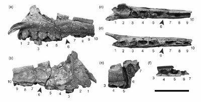 Sinosaurus bones