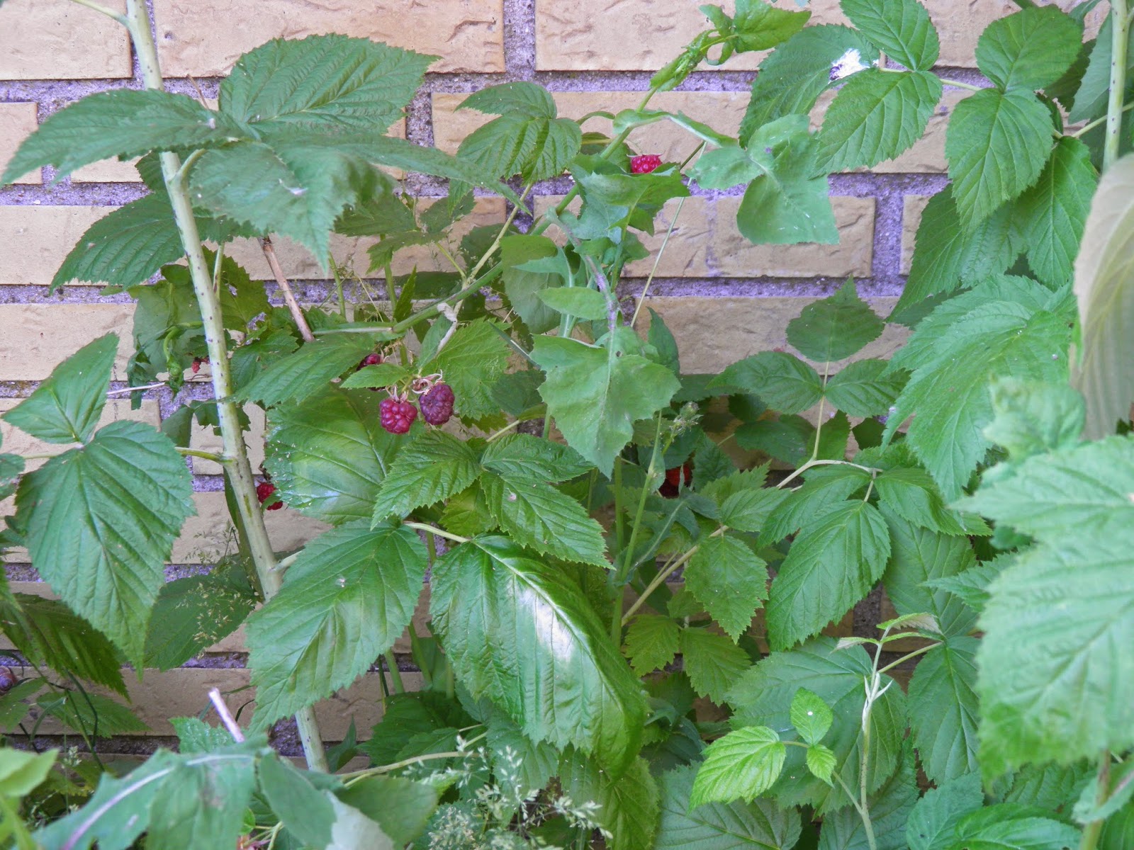 Endelig bær på hindbærbusken ~ Biancas Kageverden