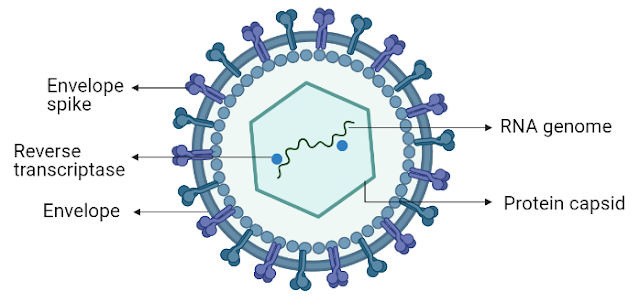 Structure of a retrovirus